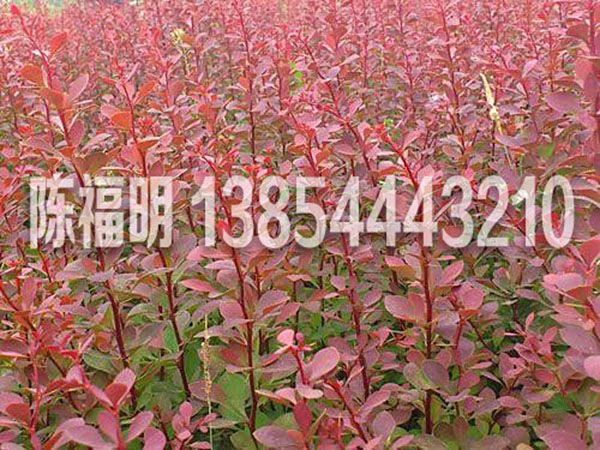花石榴