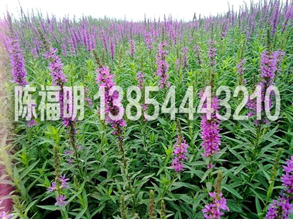 千屈菜