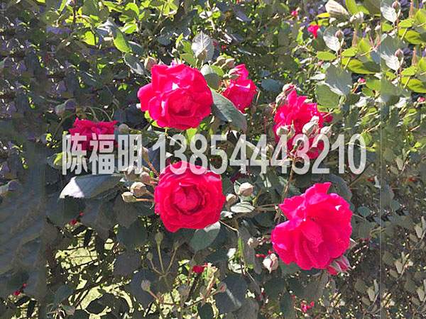 月季系列　