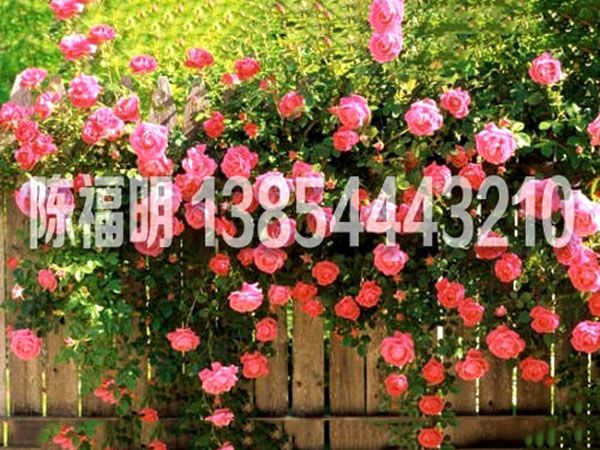 薔薇