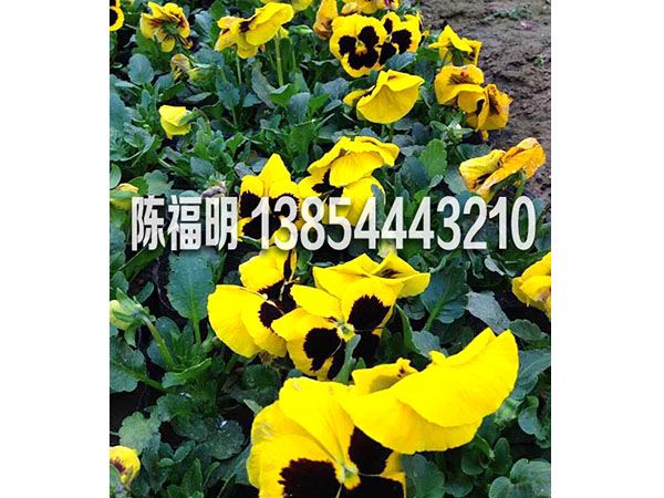 三色堇