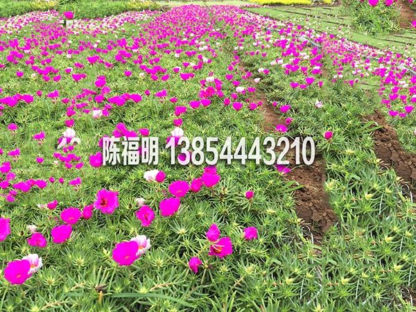 馬齒筧2.jpg
