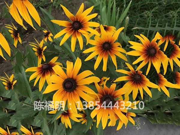 黑心菊