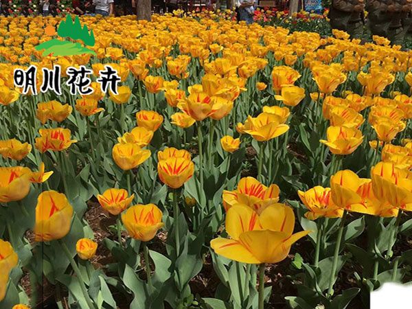 郁金香花海